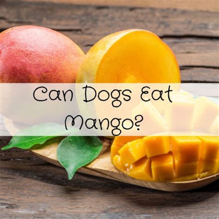Can dogs mango?