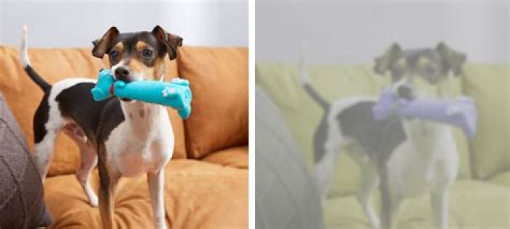 Can dogs see phones?