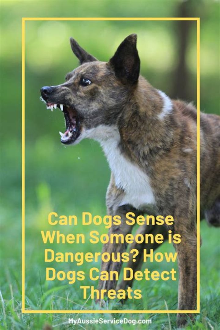 Can dogs sense when they're gonna die?