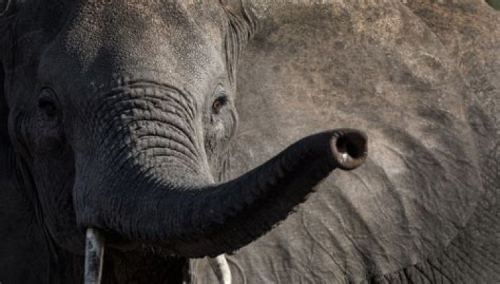 Can elephant survive without trunk?