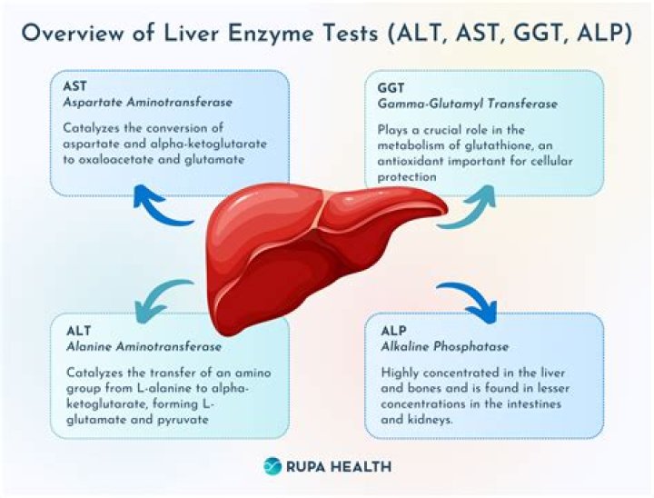 Can fatty liver cause high alkaline phosphatase?