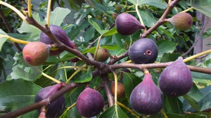 Can fig trees produce fruit without wasps?