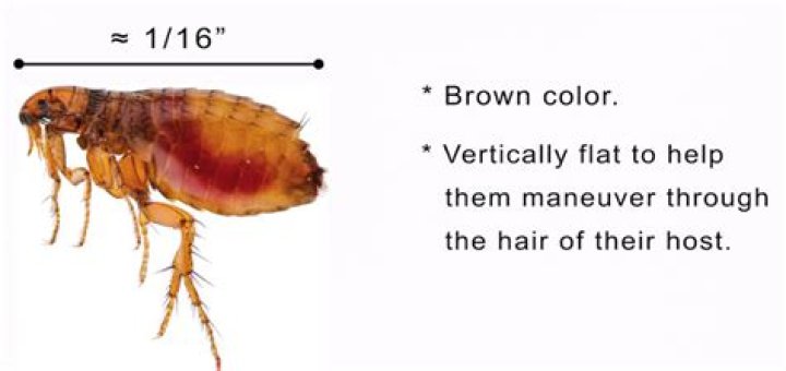 Can fleas drown?