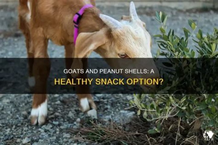 Can goats eat peanut shells?