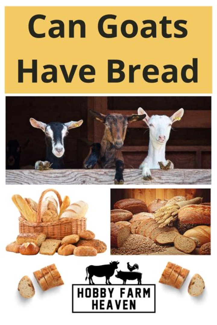 Can goats have bread?