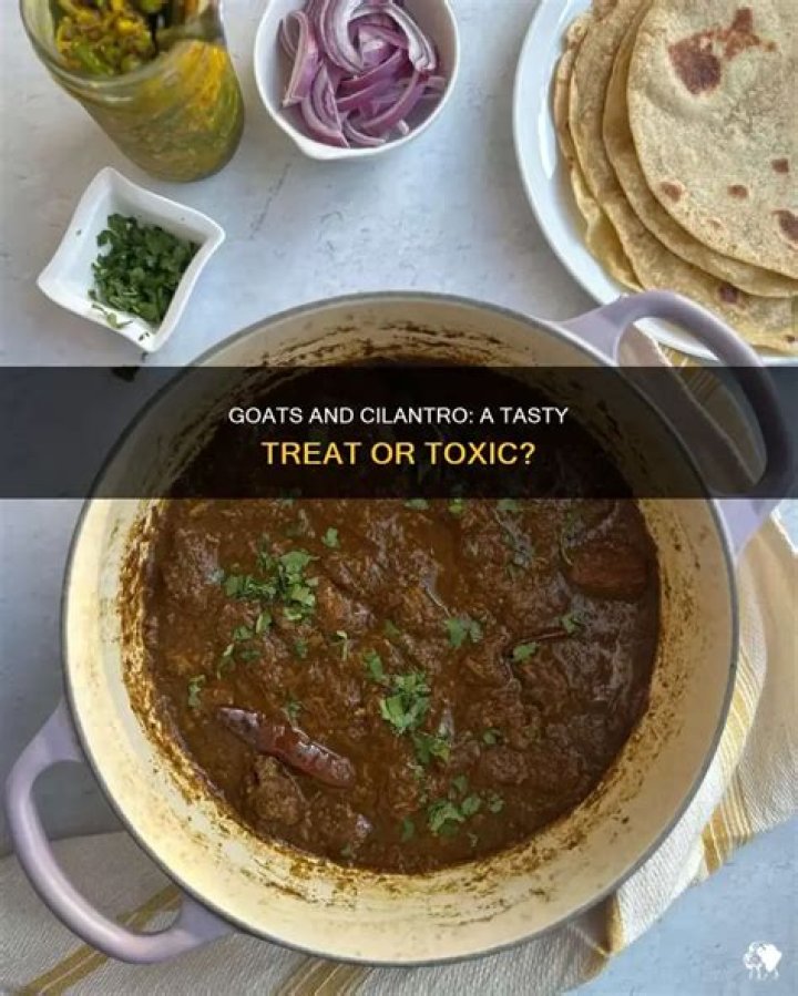 Can goats have cilantro?