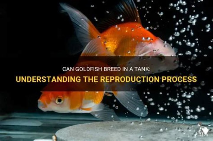 Can goldfish breed in a tank?