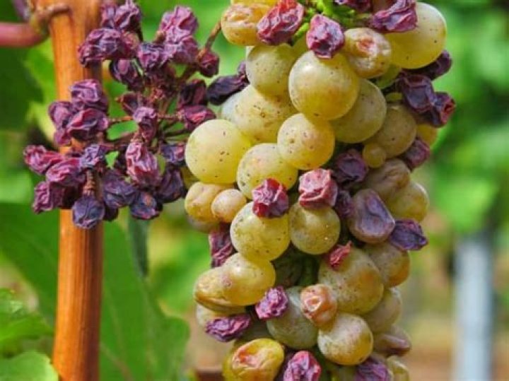 Can grapes turn into plasma?