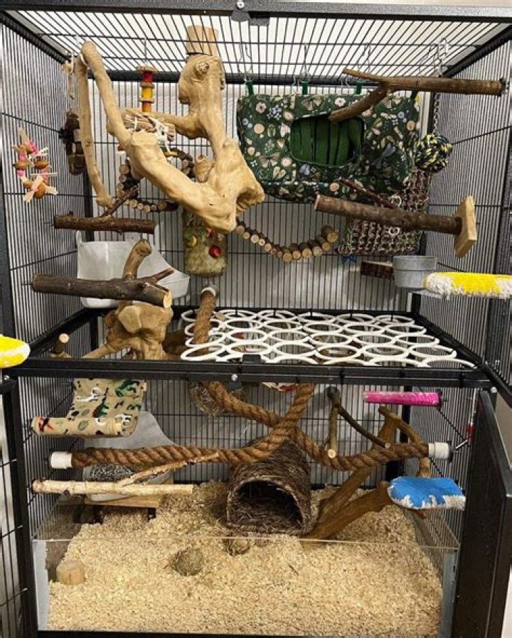 Can guinea pigs have rocks in their cage?