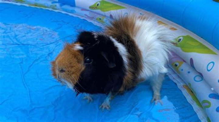 Can guinea pigs play in water?