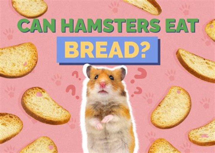 Can hamsters bread?