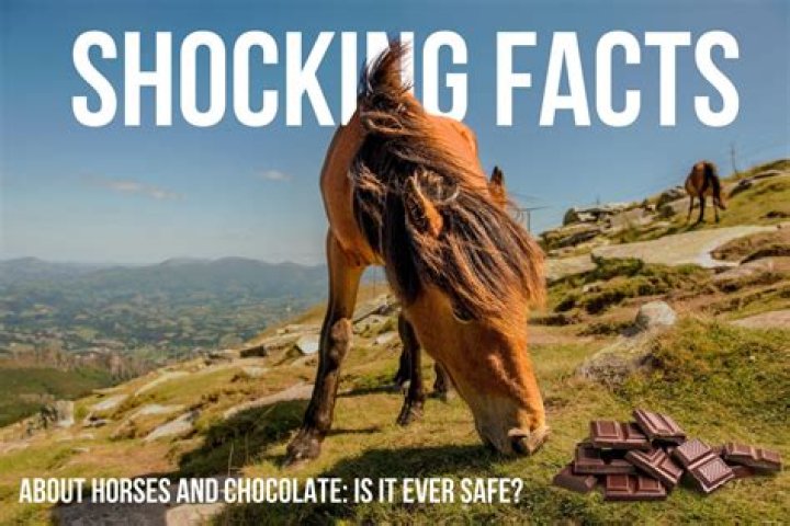 Can horses eat chocolate?