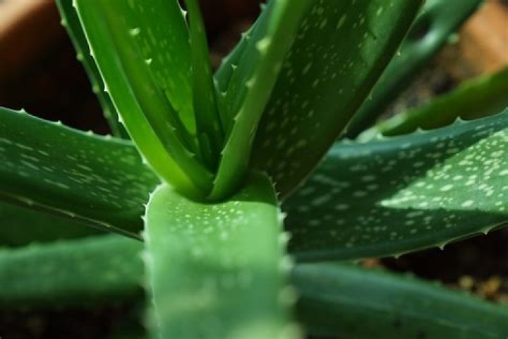 Can humans eat aloe vera?
