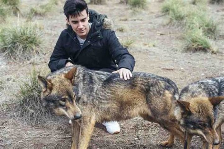 Can humans ride wolves?