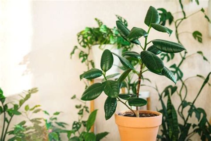 Can I bury my fish in a houseplant?