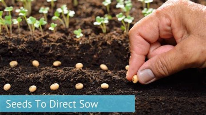 Can I direct sow chive seeds?