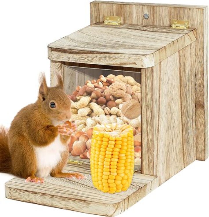 Can I feed a squirrel bread?