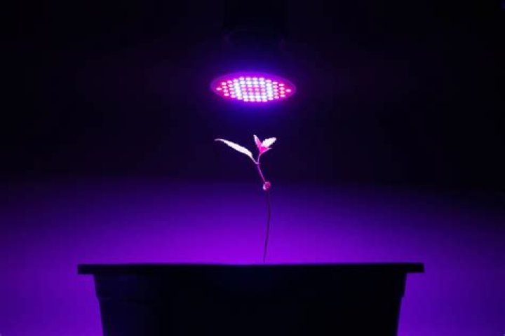 Can I grow plants with artificial light?