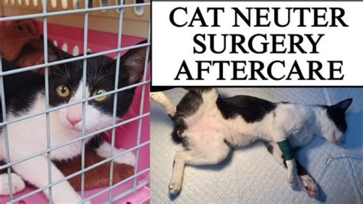 Can I neuter a 1 year old cat?