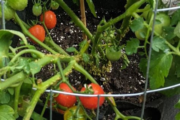 Can I put Epsom salts on tomato plants?