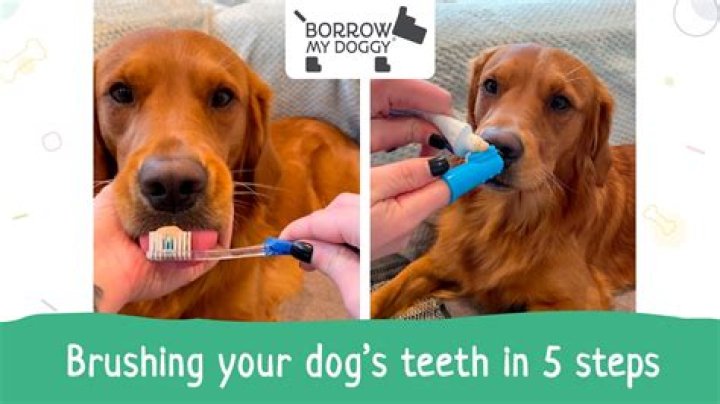 Can I use peanut butter to brush my dogs teeth?