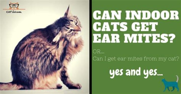 Can indoor cats get ear mites?