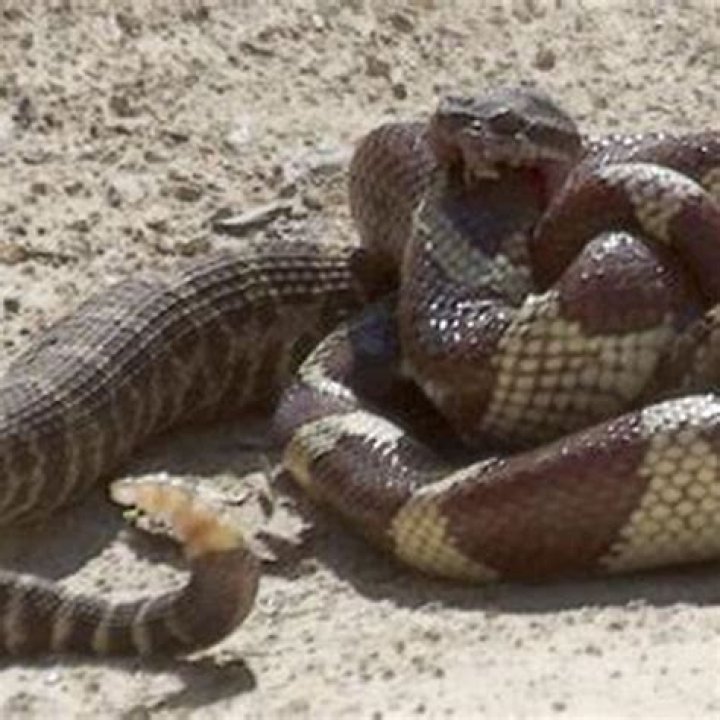 Can king cobra eat humans?