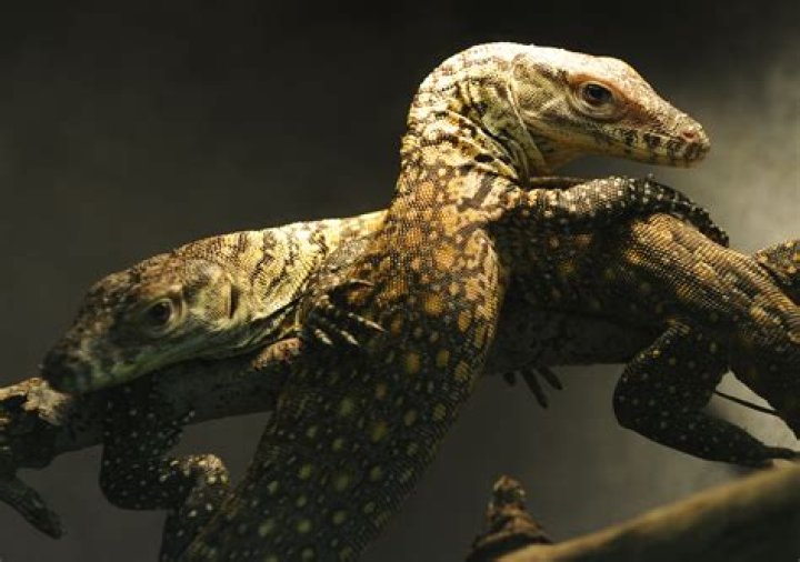 Can Komodo dragons reproduce asexually?