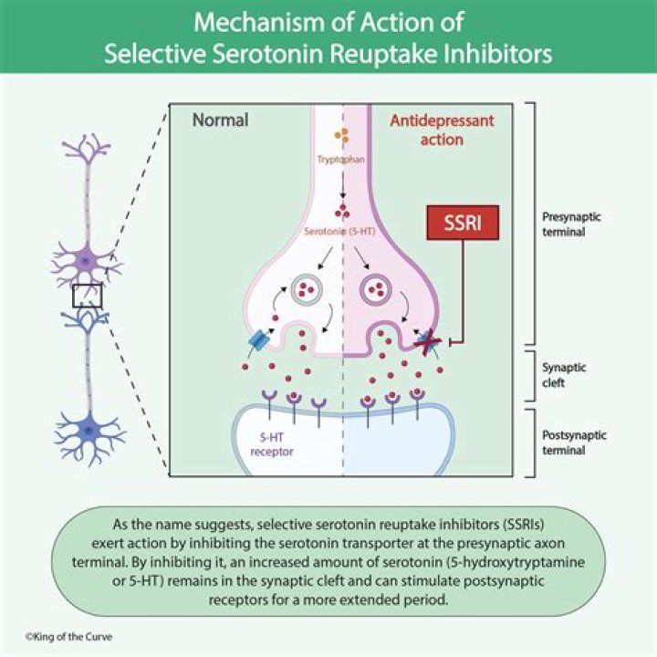 Can magnesium lower serotonin?