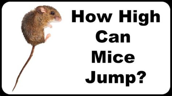 Can mice jump high?