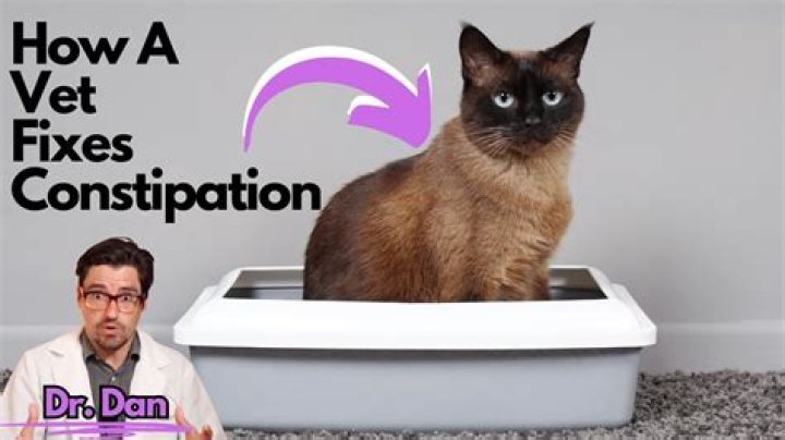 Can milk help a constipated cat?