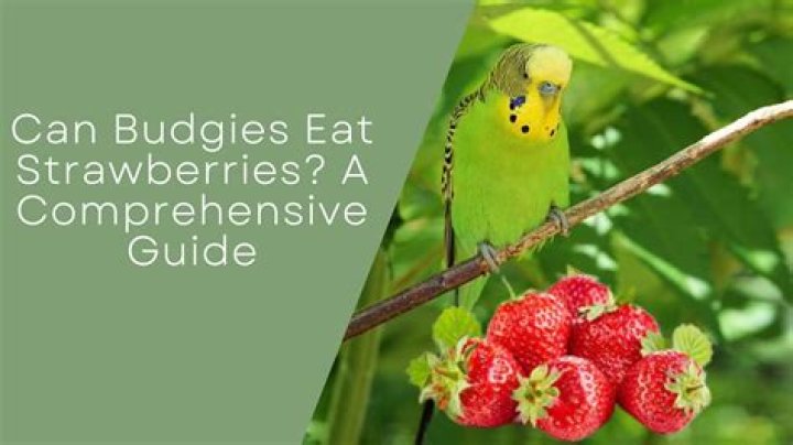Can my bird eat strawberries?