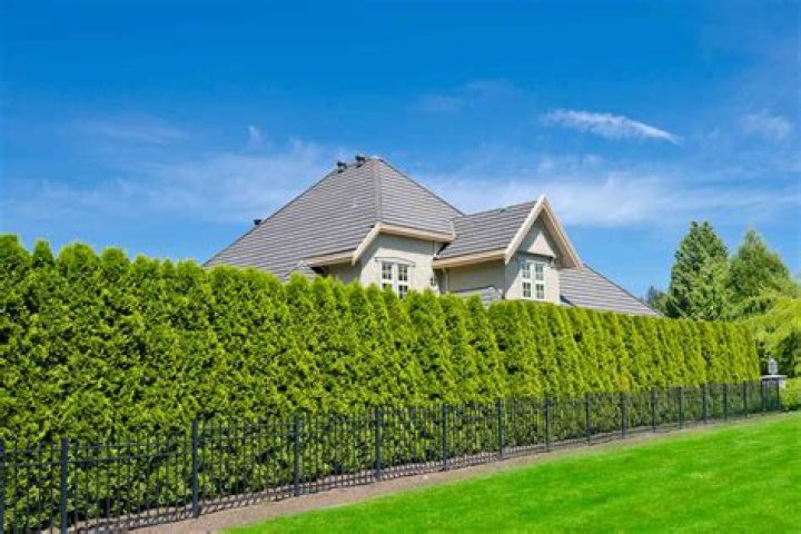 Can my Neighbour cut the top of my hedge?