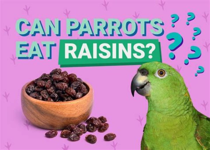 Can parrots eat raisins?