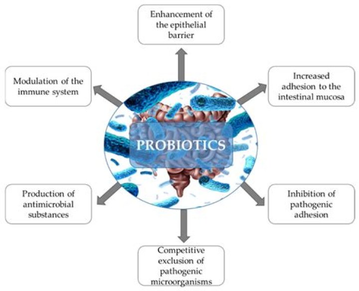 Can probiotics help trichomoniasis?