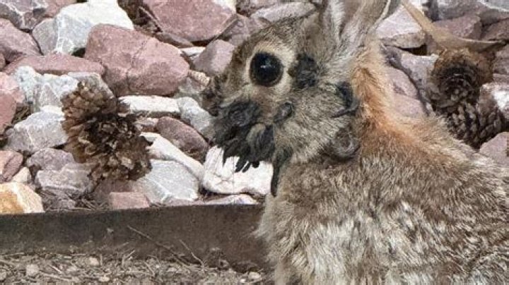 Can rabbits have yogurt?
