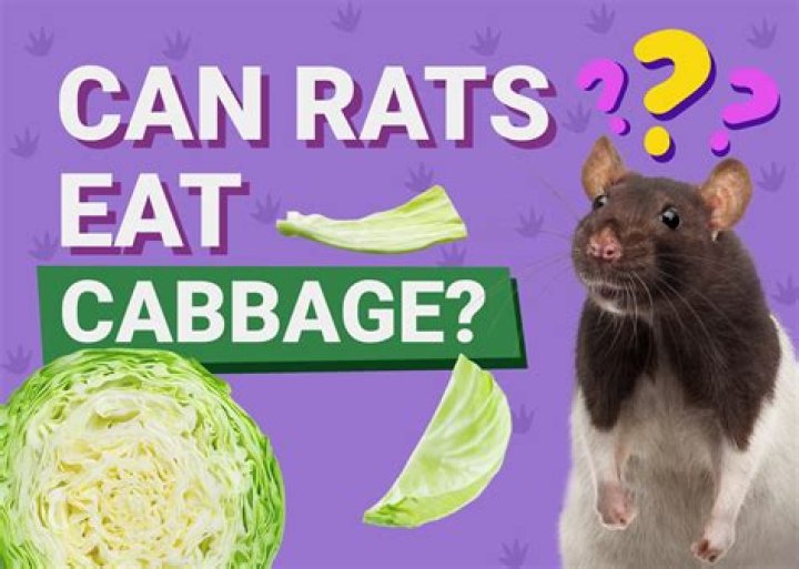 Can rats eat cabbage?