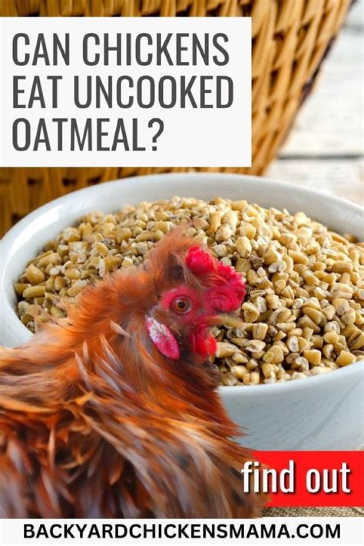 Can rats eat uncooked oatmeal?