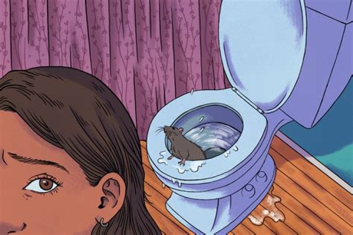 Can rats swim up your toilet?
