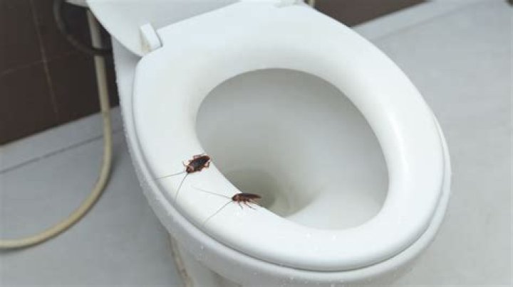 Can roaches come through toilet?