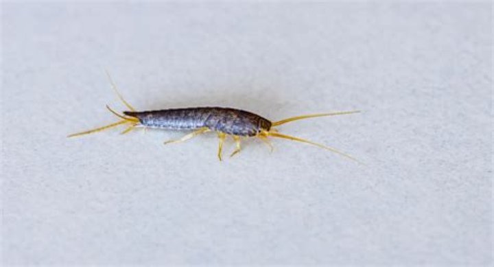 Can silverfish climb up drains?