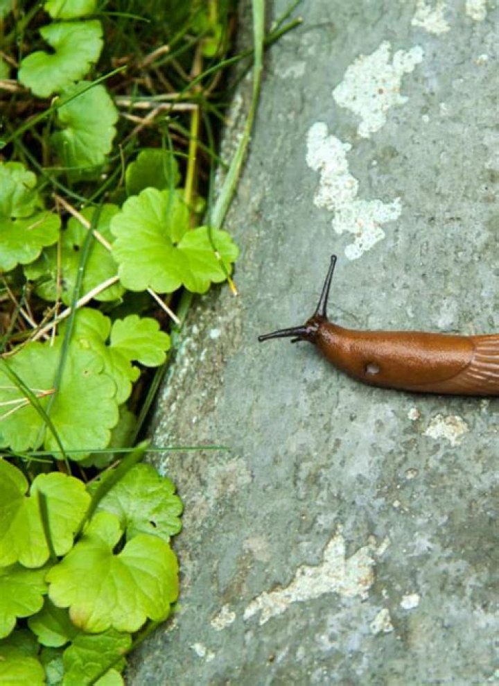 Can slugs drown?