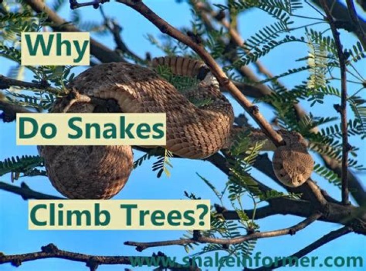 Can snakes climb up trees?