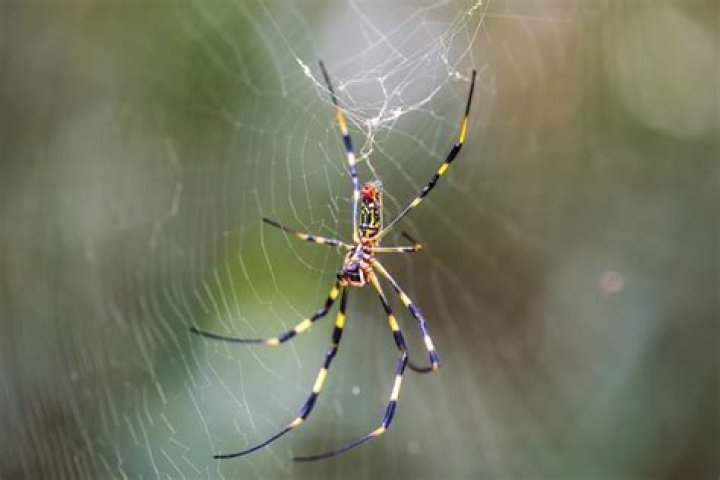 Can spiders make milk?