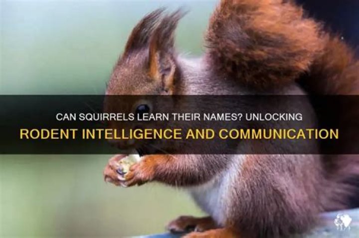 Can squirrels learn their name?