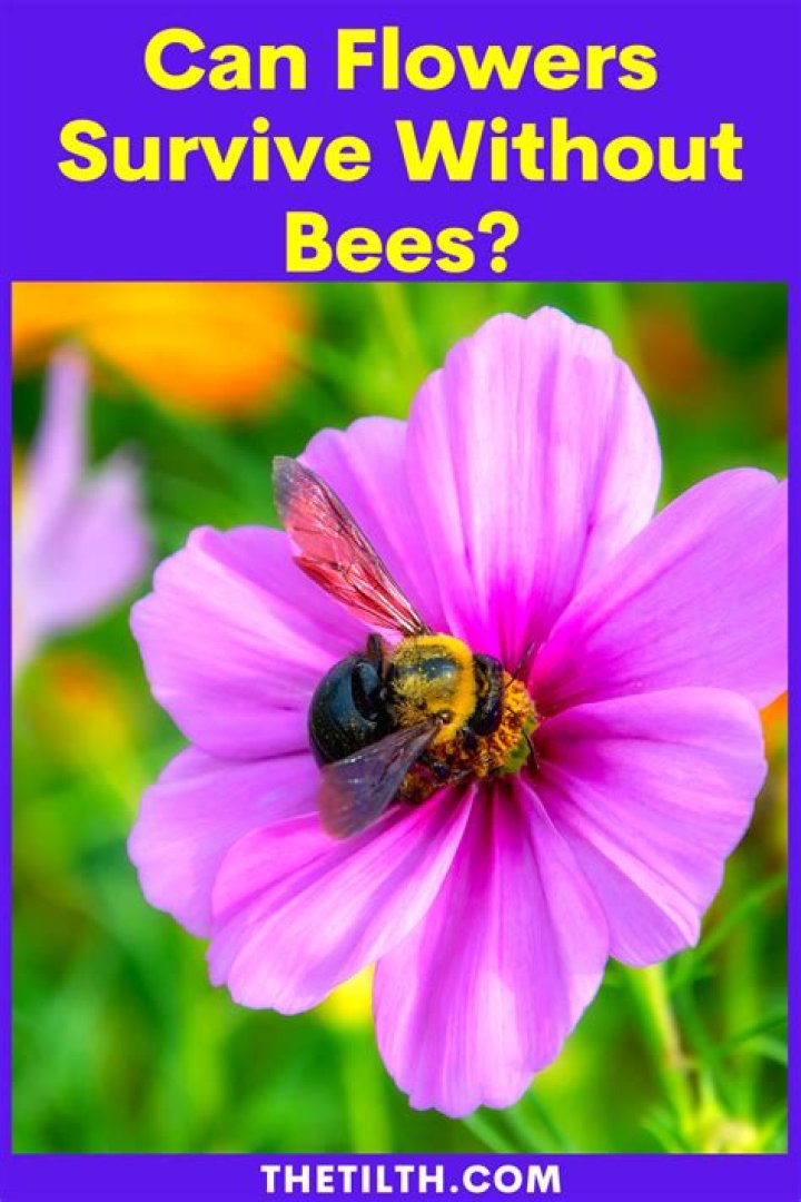 Can the human race survive without bees?