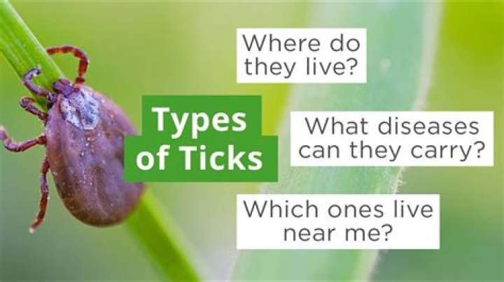 Can ticks live on carpet?