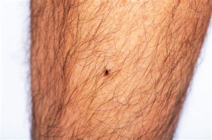 Can ticks make a nest in your house?