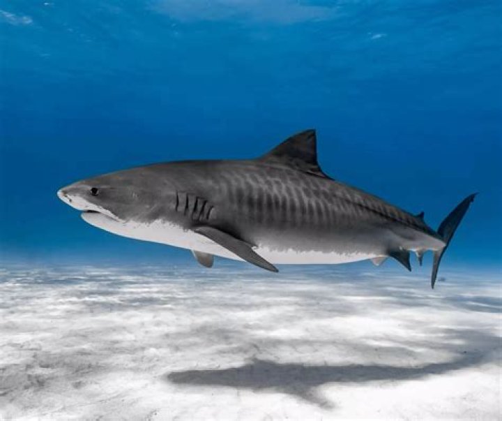 Can u pull a shark backwards?