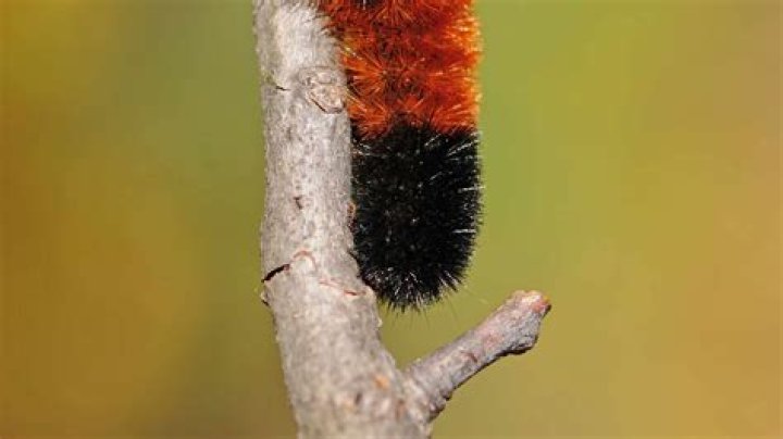 Can woolly bear caterpillars live inside?